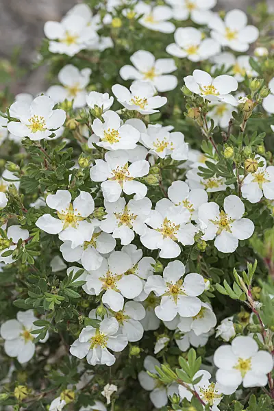 638200 - Shrubby cinquefoil (Potentilla fruticosa 'Abbotswood')