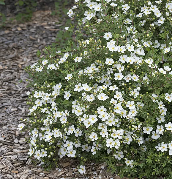 651446 - Shrubby cinquefoil (Potentilla fruticosa 'Abbotswood')