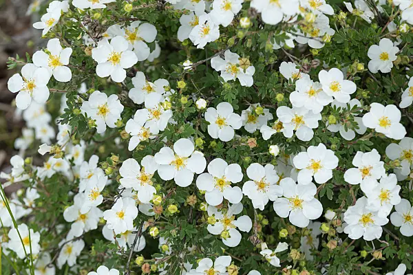 664326 - Shrubby cinquefoil (Potentilla fruticosa 'Abbotswood')