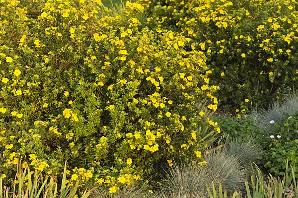 510140 - Shrubby cinquefoil (Potentilla fruticosa) and blue fescue (Festuca cinerea syn. Festuca glauca)