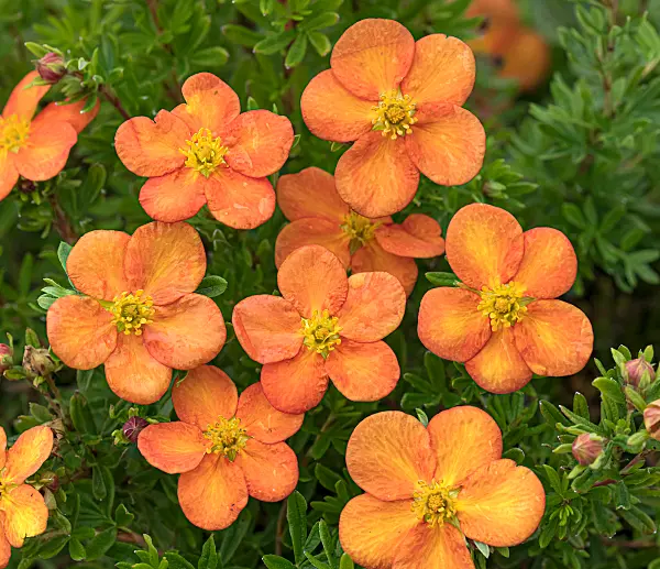 675295 - Shrubby cinquefoil (Potentilla fruticosa 'Bella Sol')