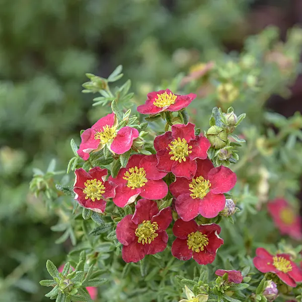 547232 - Shrubby cinquefoil (Potentilla fruticosa 'Danny Boy')