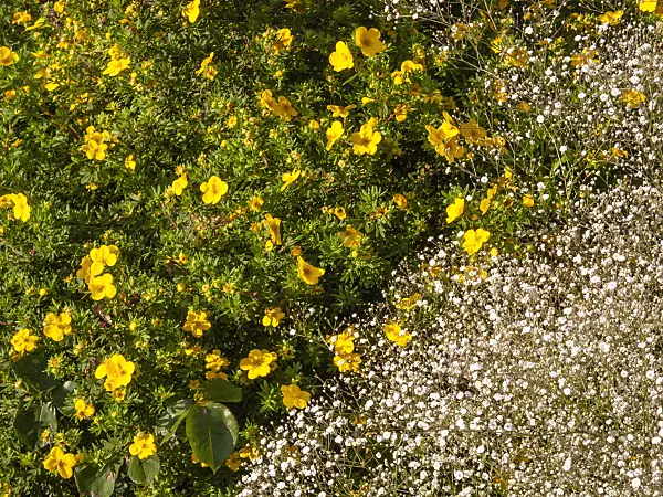 415020 - Shrubby cinquefoil (Potentilla fruticosa 'Farreri') and gypsophila (Gypsophila)