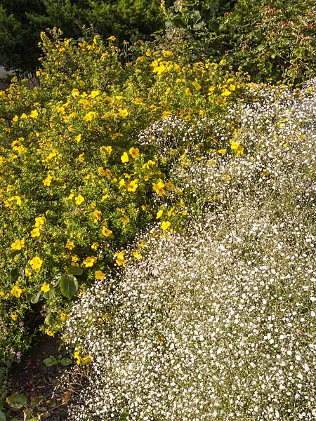 415021 - Shrubby cinquefoil (Potentilla fruticosa 'Farreri') and gypsophila (Gypsophila)