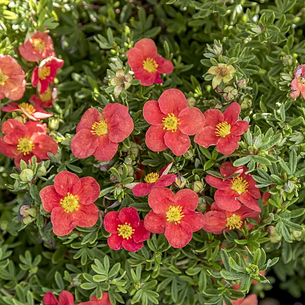 635137 - Shrubby cinquefoil (Potentilla fruticosa 'Marian Red Robin')