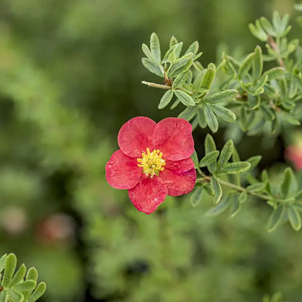 635138 - Shrubby cinquefoil (Potentilla fruticosa 'Marian Red Robin')