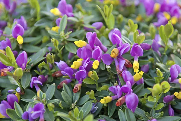 502318 - Shrubby milkwort (Polygala chamaebuxus var. grandiflora)