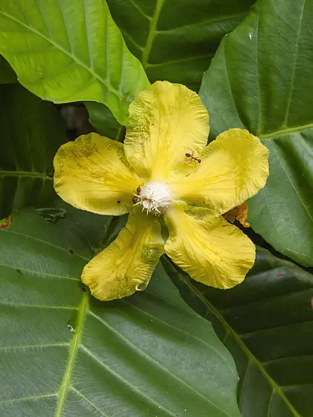 411001 - Shrubby simpoh (Dillenia suffruticosa)