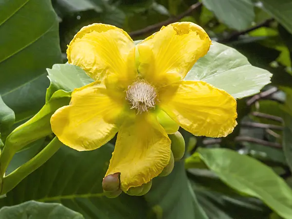 411069 - Shrubby simpoh (Dillenia suffruticosa)