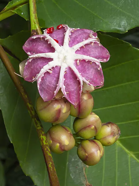 411135 - Shrubby simpoh (Dillenia suffruticosa)
