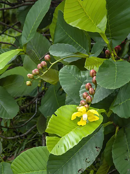 434332 - Shrubby simpoh (Dillenia suffruticosa)