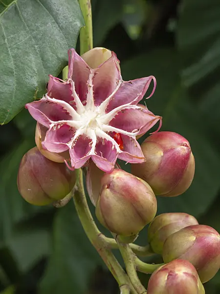 455428 - Shrubby simpoh (Dillenia suffruticosa)