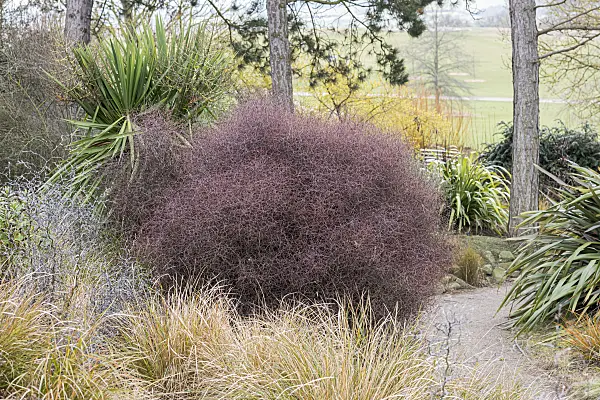 625283 - Shrubby tororaro (Muehlenbeckia astonii)