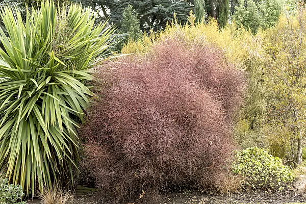 638173 - Shrubby tororaro (Muehlenbeckia astonii)