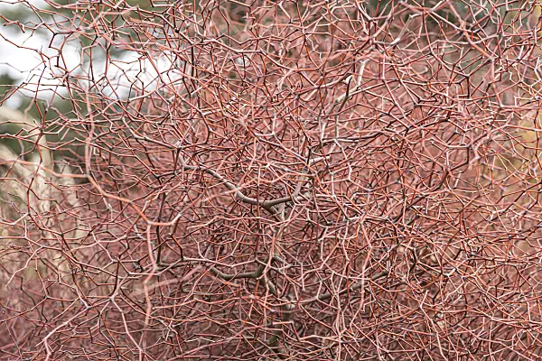 638174 - Shrubby tororaro (Muehlenbeckia astonii)