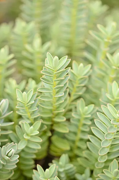560029 - Shrubby veronica (Hebe albicans 'Red Edge')