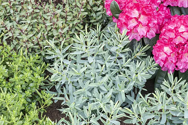 638113 - Shrubby veronica (Hebe Blue Star)