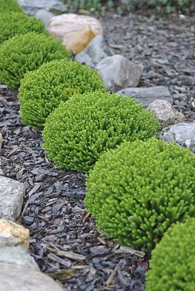502213 - Shrubby veronica (Hebe Emerald Gem)