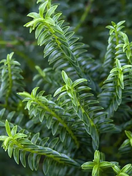 456032 - Shrubby veronica (Hebe epacridea)