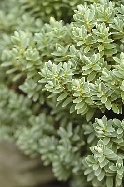 560027 - Shrubby veronica (Hebe masoniae)