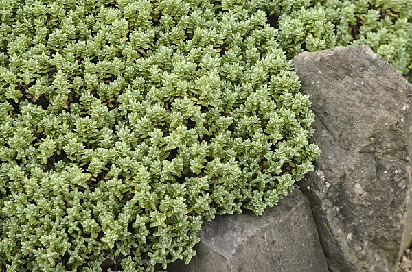 560028 - Shrubby veronica (Hebe masoniae)
