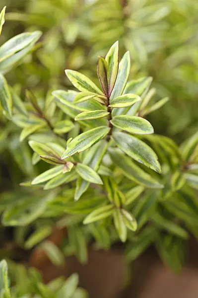 477083 - Shrubby veronica (Hebe Purple Shamrock)