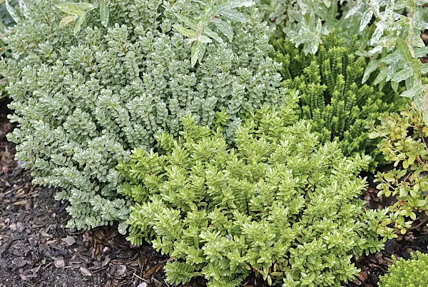 490065 - Shrubby veronica (Hebe rakaiensis)