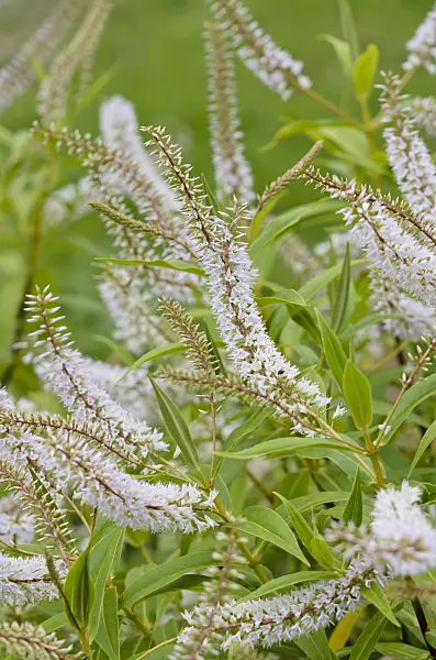 521313 - Shrubby veronica (Hebe salicifolia)