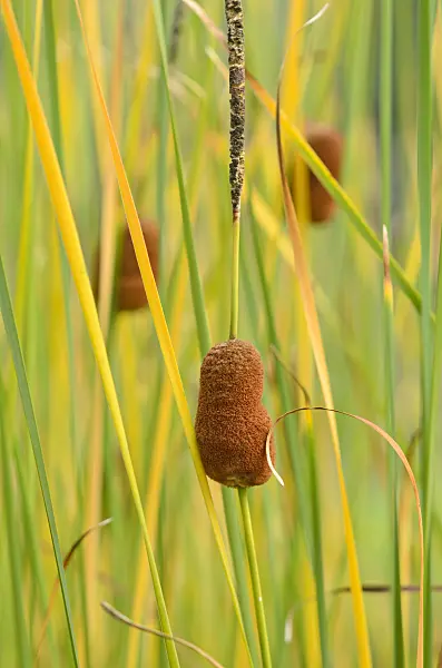 536179 - Shuttleworth's bulrush (Typha shuttleworthii)