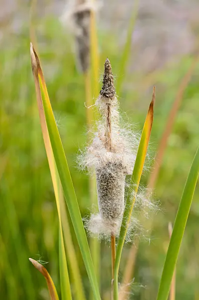 536180 - Shuttleworth's bulrush (Typha shuttleworthii)