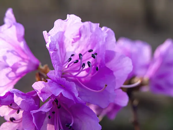 457019 - Siberian alpenrose (Rhododendron dauricum syn. Rhododendron sichotense)