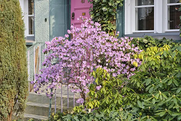 471057 - Siberian alpenrose (Rhododendron dauricum syn. Rhododendron sichotense)