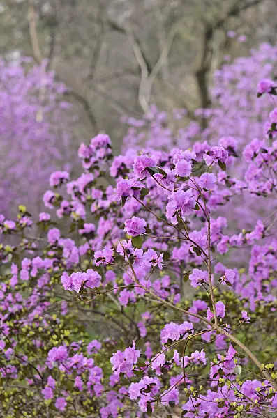 542018 - Siberian alpenrose (Rhododendron dauricum syn. Rhododendron sichotense)