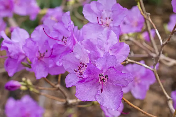 566095 - Siberian alpenrose (Rhododendron dauricum syn. Rhododendron sichotense)