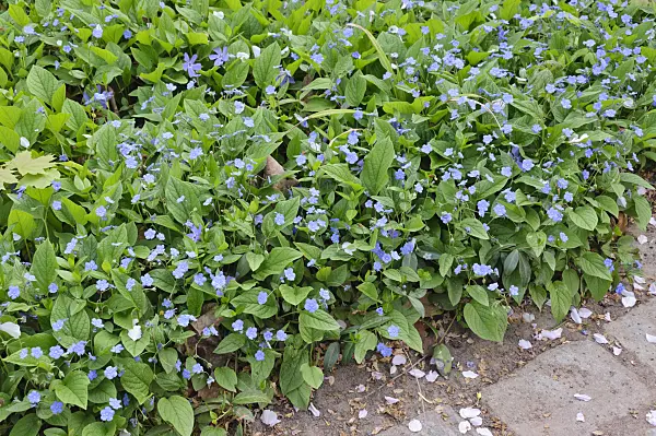 471206 - Siberian bugloss (Brunnera macrophylla 'Blaukappe' syn. Myosotis macrophylla 'Blaukappe')