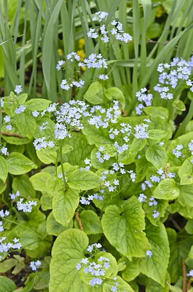 556027 - Siberian bugloss (Brunnera macrophylla 'Henry's Eyes' syn. Myosotis macrophylla 'Henry's Eyes')