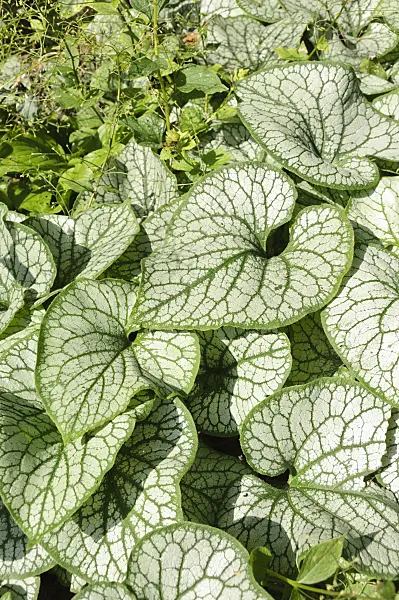 487051 - Siberian bugloss (Brunnera macrophylla 'Jack Frost' syn. Myosotis macrophylla 'Jack Frost')