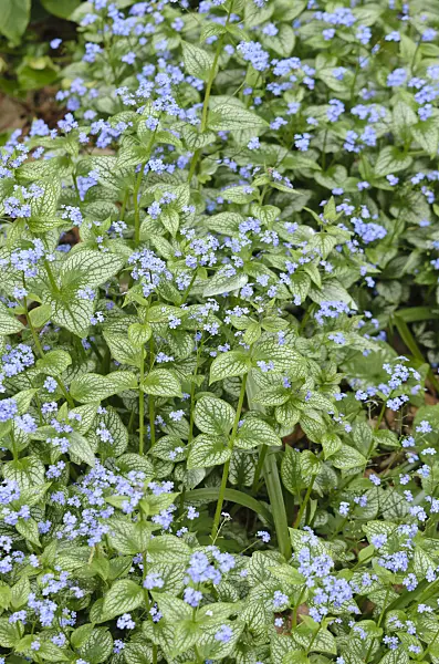 531195 - Siberian bugloss (Brunnera macrophylla 'Jack Frost' syn. Myosotis macrophylla 'Jack Frost')