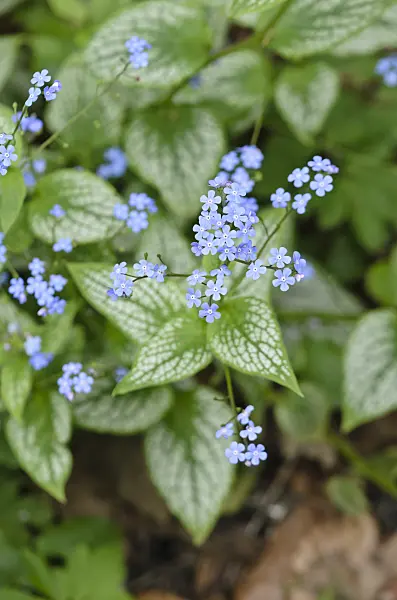 531196 - Siberian bugloss (Brunnera macrophylla 'Jack Frost' syn. Myosotis macrophylla 'Jack Frost')
