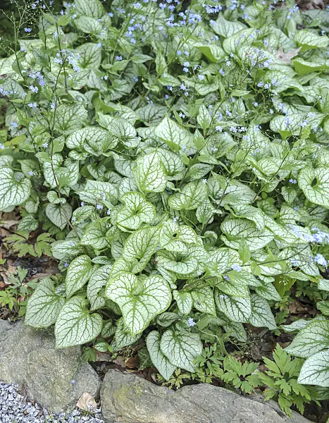 535388 - Siberian bugloss (Brunnera macrophylla 'Jack Frost' syn. Myosotis macrophylla 'Jack Frost')