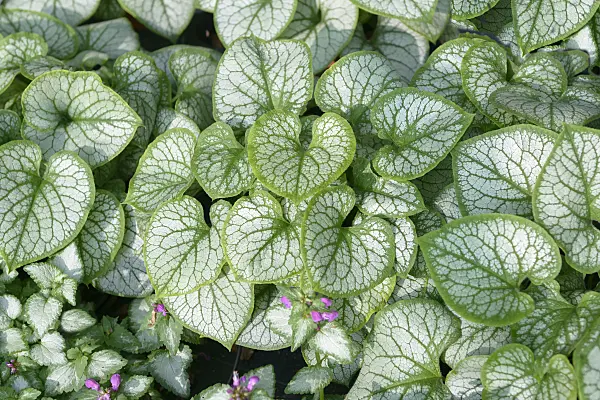 547095 - Siberian bugloss (Brunnera macrophylla 'Jack Frost' syn. Myosotis macrophylla 'Jack Frost')