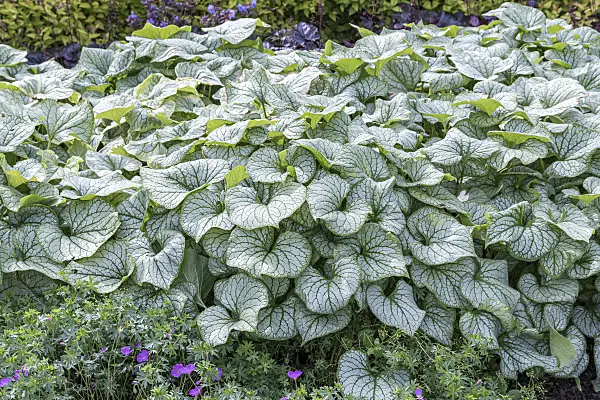 651125 - Siberian bugloss (Brunnera macrophylla 'Jack Frost' syn. Myosotis macrophylla 'Jack Frost')