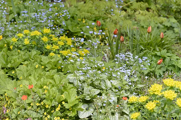 531232 - Siberian bugloss (Brunnera macrophylla 'Jack Frost' syn. Myosotis macrophylla 'Jack Frost'), cushion spurge (Euphorbia polychroma syn. Euphorbia epithymoides) and wild tulip (Tulipa whittallii)