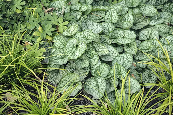 547096 - Siberian bugloss (Brunnera macrophylla 'Mr. Morse' syn. Myosotis macrophylla 'Mr. Morse')