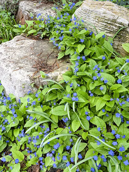 437096 - Siberian bugloss (Brunnera macrophylla syn. Myosotis macrophylla)