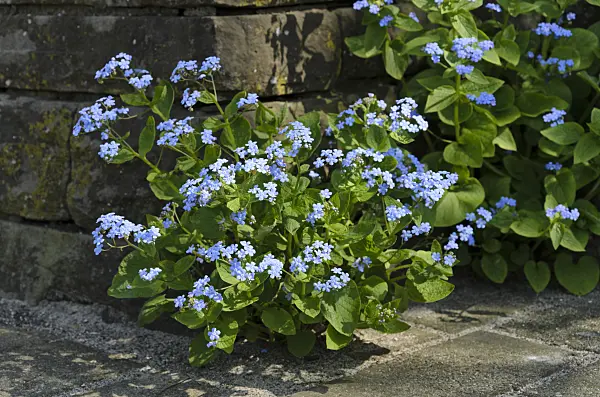 495226 - Siberian bugloss (Brunnera macrophylla syn. Myosotis macrophylla)