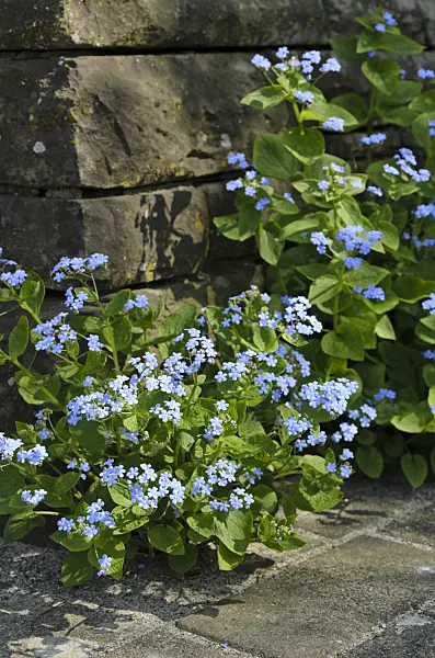 495227 - Siberian bugloss (Brunnera macrophylla syn. Myosotis macrophylla)