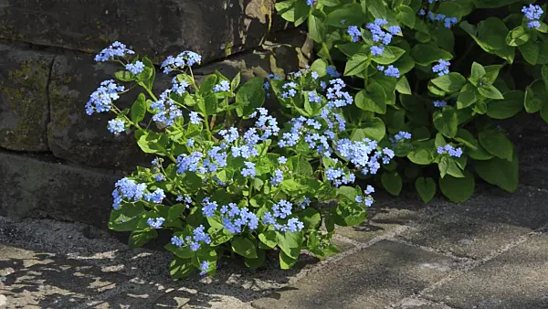 495323 - Siberian bugloss (Brunnera macrophylla syn. Myosotis macrophylla)