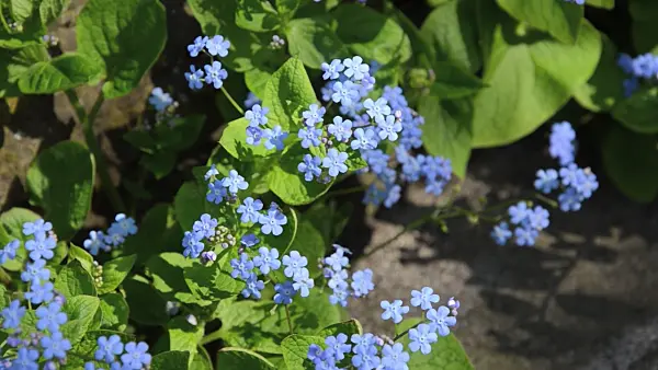 495324 - Siberian bugloss (Brunnera macrophylla syn. Myosotis macrophylla)
