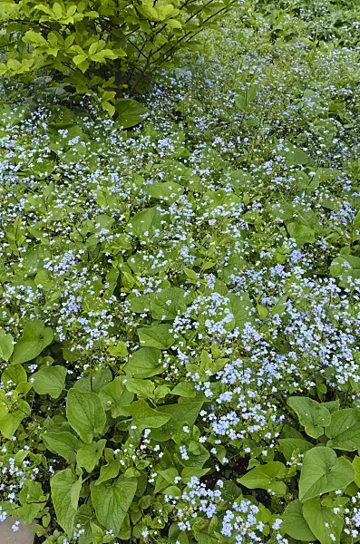 496072 - Siberian bugloss (Brunnera macrophylla syn. Myosotis macrophylla)